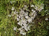 Parmelinopsis minarum image