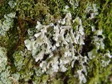 Parmelinopsis minarum image