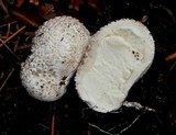 Lycoperdon subcretaceum image