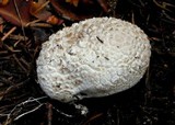 Lycoperdon subcretaceum image