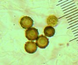 Lycoperdon subcretaceum image