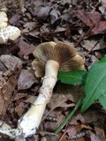 Agrocybe sororia image