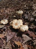 Agrocybe sororia image