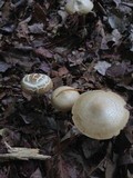 Agrocybe sororia image
