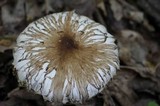 Megacollybia rodmanii image