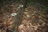Megacollybia rodmanii image