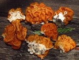 Gyromitra montana image