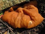 Discina ancilis image