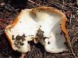 Discina ancilis image