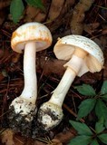 Amanita roseitincta image