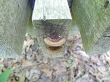 Gloeophyllum sepiarium image