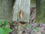 Gloeophyllum sepiarium image