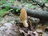 Morchella americana image