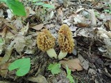 Morchella americana image