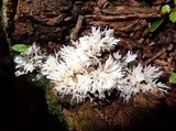 Hydnopolyporus fimbriatus image