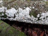 Hydnopolyporus fimbriatus image