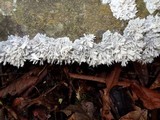 Hydnopolyporus fimbriatus image