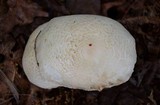 Melanoleuca verrucipes image