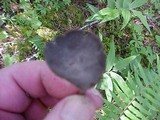 Helvella dissingii image