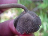 Helvella dissingii image