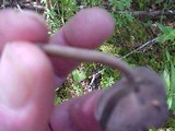 Helvella dissingii image