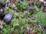 Helvella dissingii image
