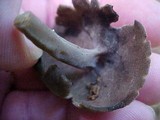 Helvella dissingii image