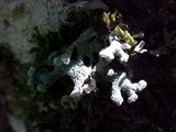 Hypogymnia tubulosa image