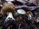 Cortinarius spadiceus image