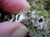 Platismatia glauca image