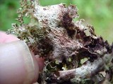 Platismatia glauca image