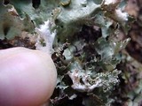 Platismatia glauca image