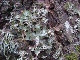 Platismatia glauca image