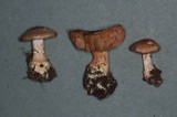 Cortinarius spadiceus image