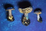 Cortinarius spadiceus image