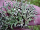 Hypogymnia imshaugii image
