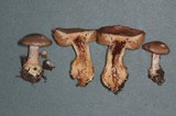 Cortinarius spadiceus image