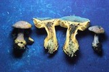 Cortinarius spadiceus image