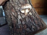 Lentinula edodes image