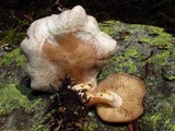 Clitocybe albirhiza image