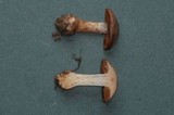 Cortinarius spadiceus image