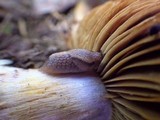 Cortinarius spadiceus image