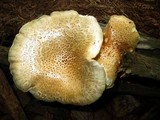 Neolentinus lepideus image