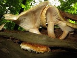 Neolentinus lepideus image