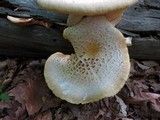 Neolentinus lepideus image