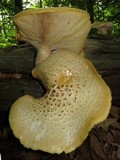 Neolentinus lepideus image