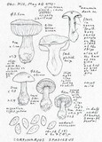 Cortinarius spadiceus image