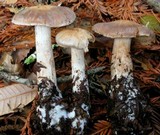 Cortinarius athabascus image