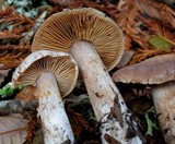 Cortinarius athabascus image