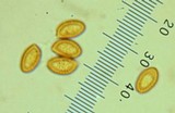 Cortinarius athabascus image